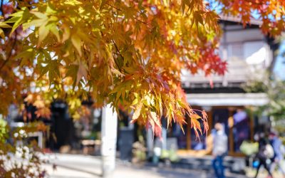 5 Reasons Fall is the Best Time to Take a GoCar Tour in San Francisco