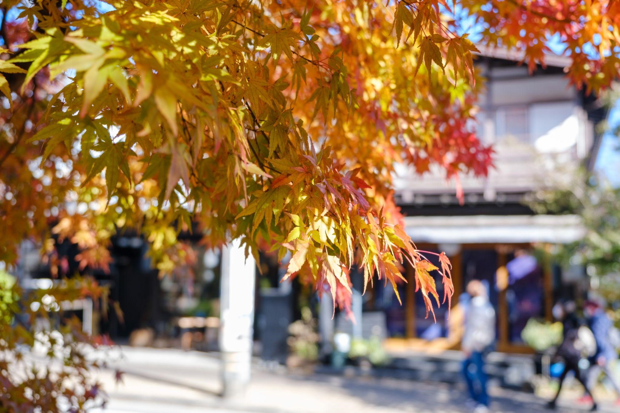 GoCar Tours | Sightseeing & Story Telling Car 5 Reasons Fall is the Best Time to Take a GoCar Tour in San Francisco