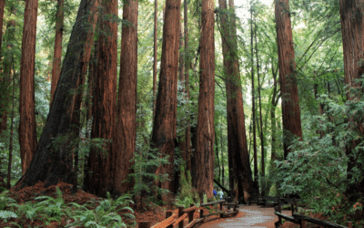 Muir Woods Tour from San Francisco: The Ultimate Land, Sea & Air Day Trip