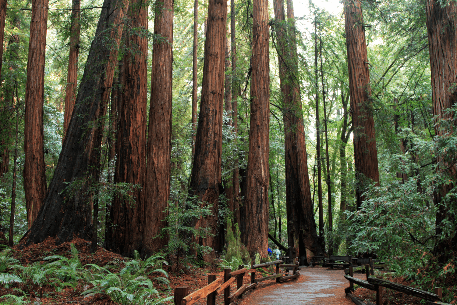 tall redwoods while exploring muir woods on a tour from san francisco
