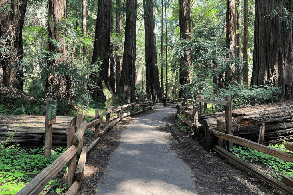 GoCar Tours | Sightseeing & Story Telling Car Muir Woods Tour from San Francisco: The Ultimate Land, Sea & Air Day Trip 2 people walking along a path in muir woods