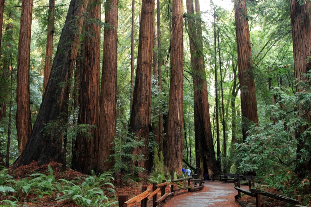 two people walking along path in muir woods
