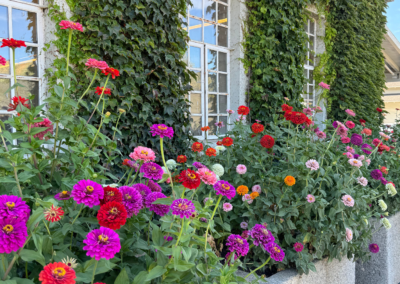 colorful flowers on a northern california wine country and cheese trail road trip