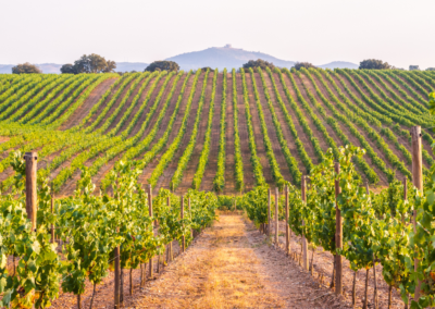 cheese & wine tour northern california