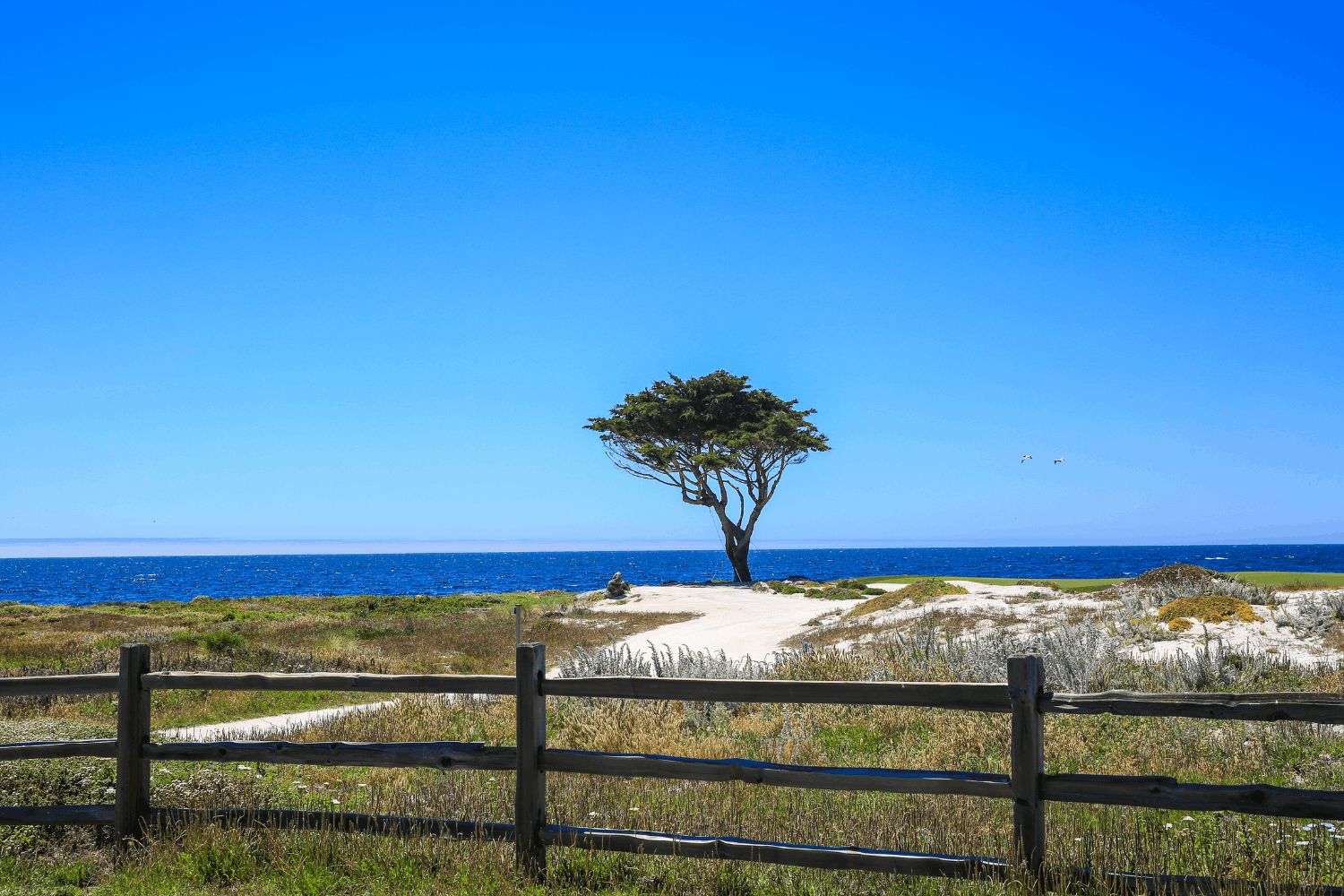 17 mile drive views tree on the coast along monterey's 17-mile drive