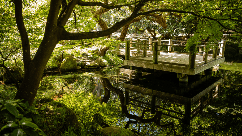 peaceful nature in san francisco's botanical garden